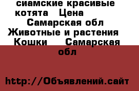 сиамские красивые  котята › Цена ­ 2 000 - Самарская обл. Животные и растения » Кошки   . Самарская обл.